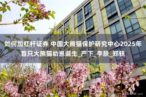 如何加杠杆证券 中国大熊猫保护研究中心2025年首只大熊猫幼崽诞生_产下_李朕_郑轶
